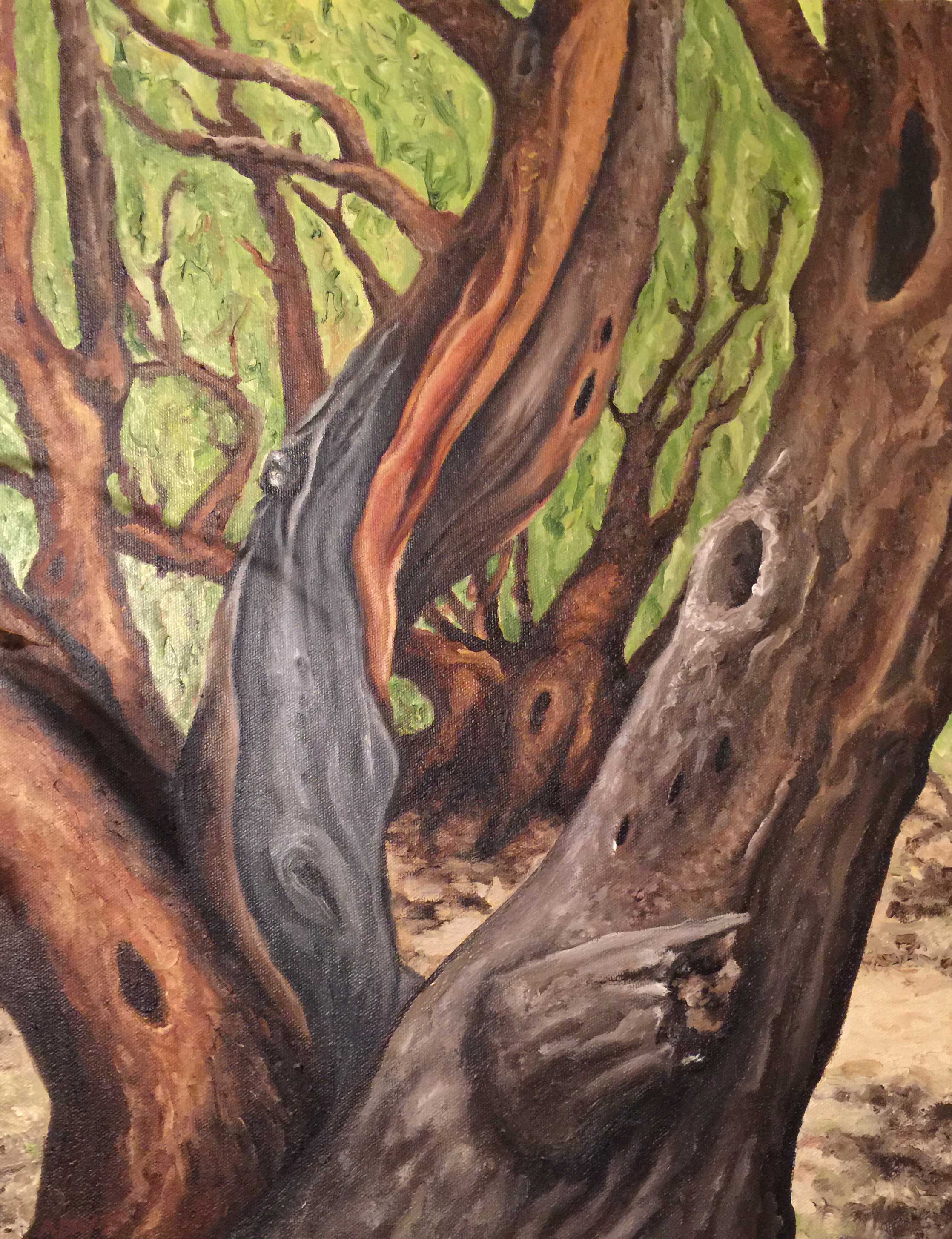 Grand Canyon Tree - North Rim