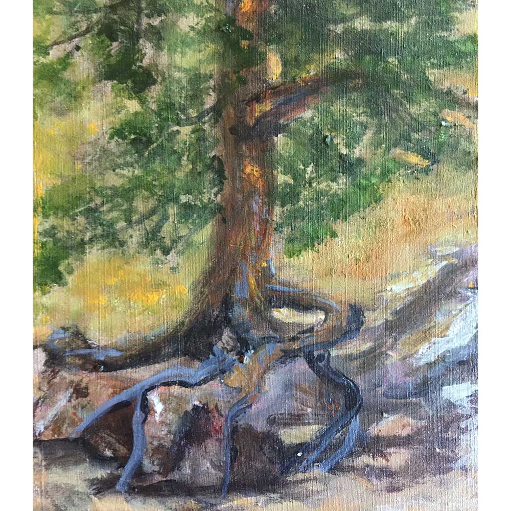 Tree in Roosevelt National Forest